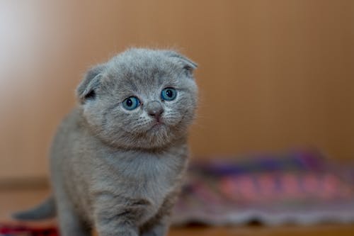 A Connecticut Cat Tax?
